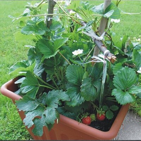 Whole Mixed Flowers Vegetable Fruit Seeds Home Garden Decor Home Beauty Bonsai Strawberry Seeds Delicious Vegetable Fruit Fresh Plants Ebay