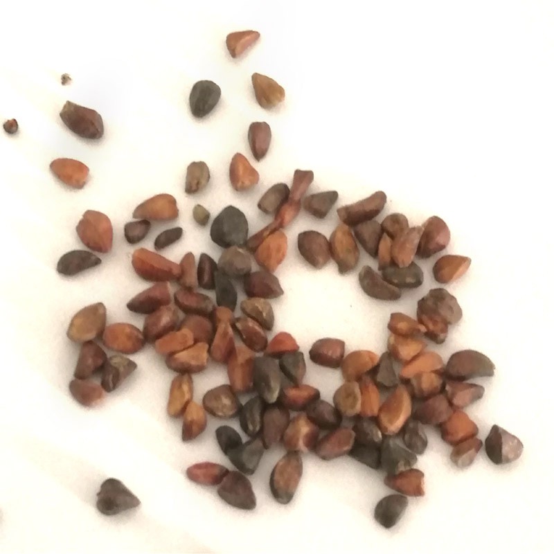 Семена Роз Купить Многолетние