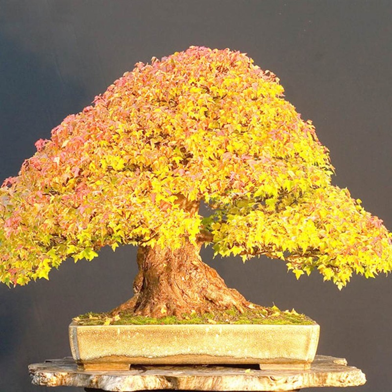 20pcs Gold Red Blue Maple Seeds Maple Seeds Bonsai Tree ...