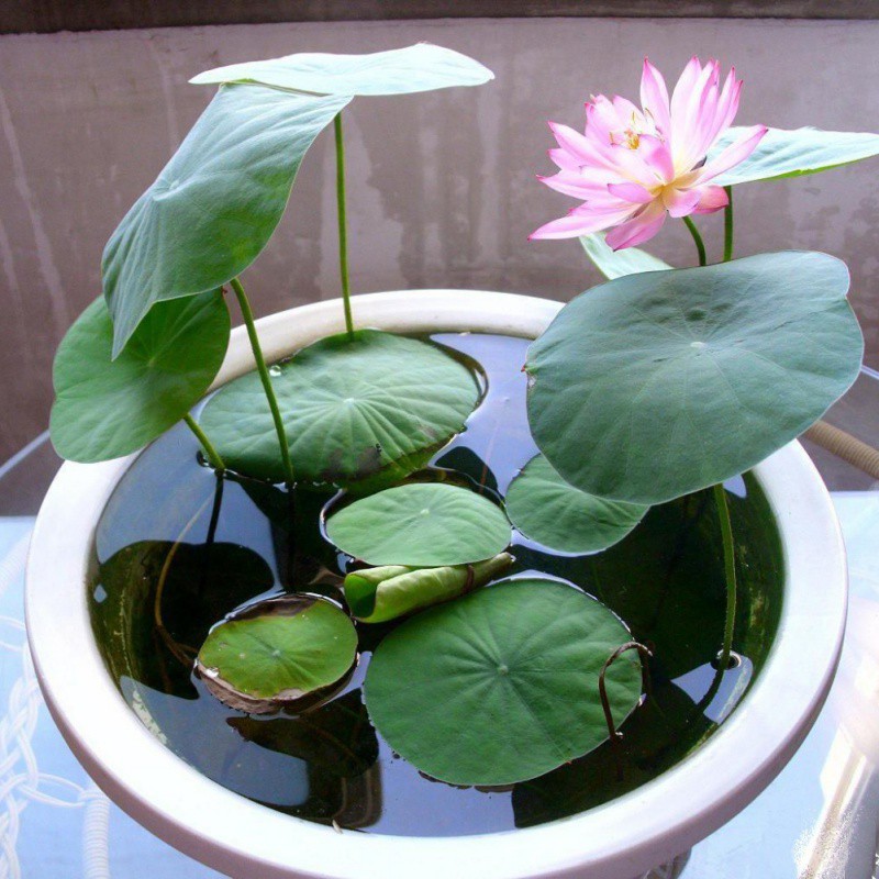AU 10/100Pc Water Lily Bowl Aquatic Hydroponic Seeds