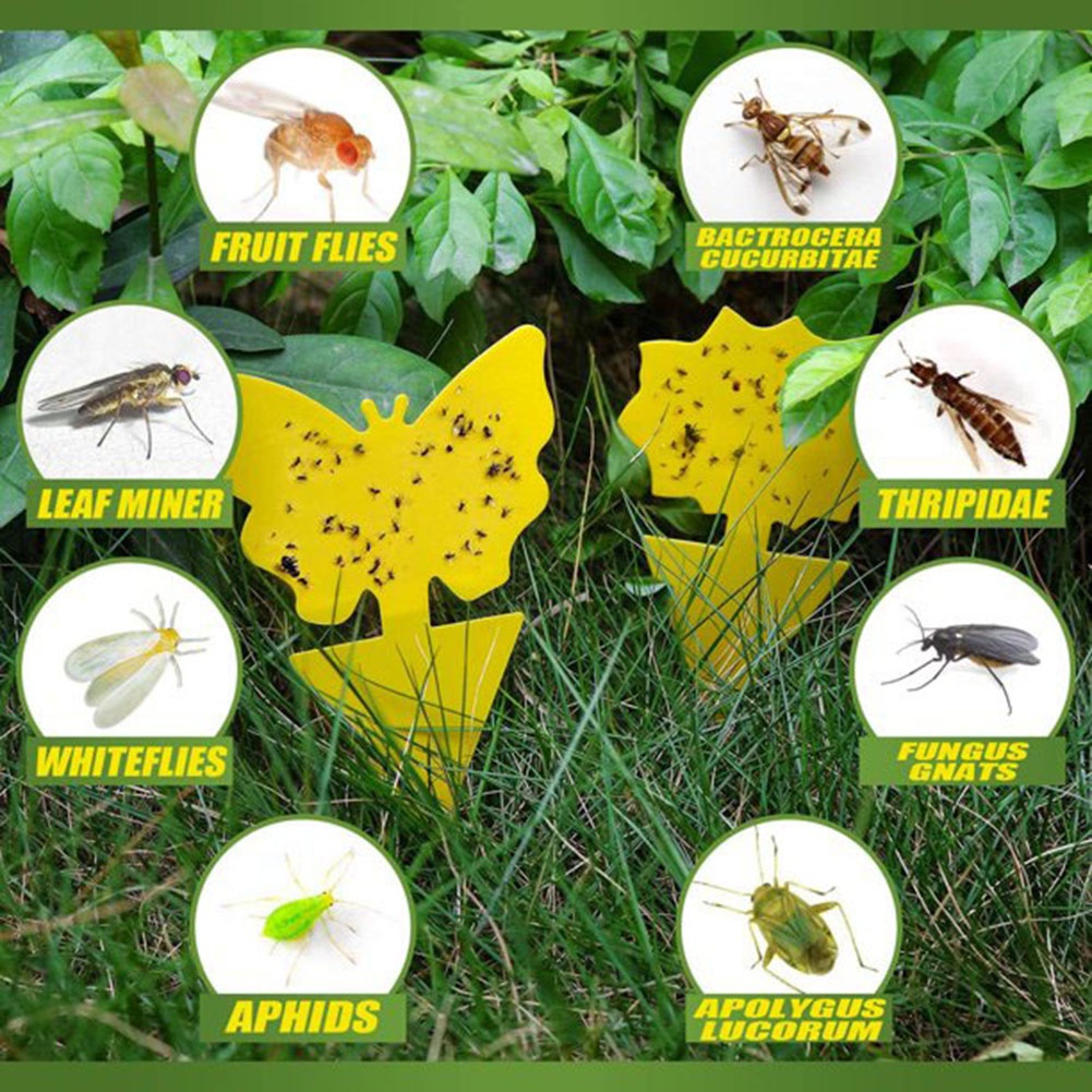 Yellow sticky insect killer whitefly thrip fruit fly gnat leafminer trap FaDLAK 